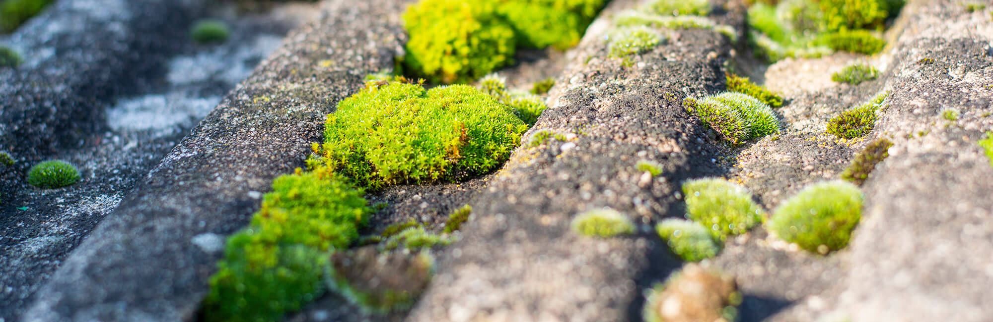 Traitement Anti-Mousse pour Toiture dans le Morbihan